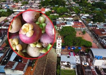 Mangostino sería la fruta insignia de San Sebastían de Mariquita, Tolima
