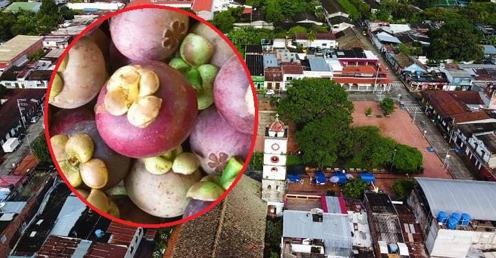 Mangostino sería la fruta insignia de San Sebastían de Mariquita, Tolima