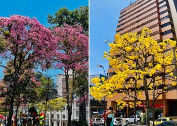 Ocobos y Guayacan engalanan a Ibagué