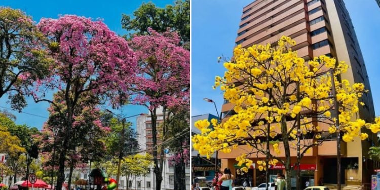 Ocobos y Guayacan engalanan a Ibagué