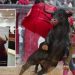 Aprobado en primer debate proyecto que busca prohibir corridas de toros en Colombia