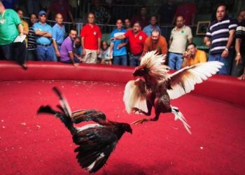¿Adiós las peleas de gallos en Colombia?