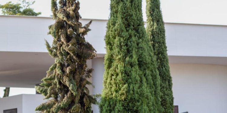 Un Pino del Panóptico de Ibagué terminó incinerado