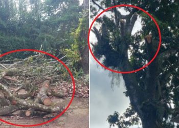 Proceso sancionatorio contra condominio en Ibagué por tala de árboles