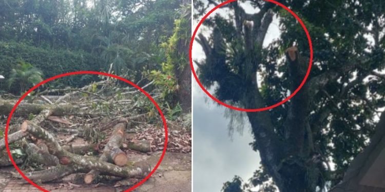 Proceso sancionatorio contra condominio en Ibagué por tala de árboles