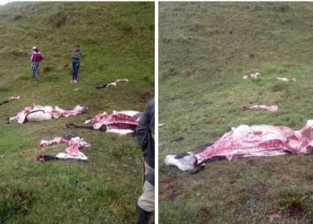 Abigateo de ganado en el norte del Tolima