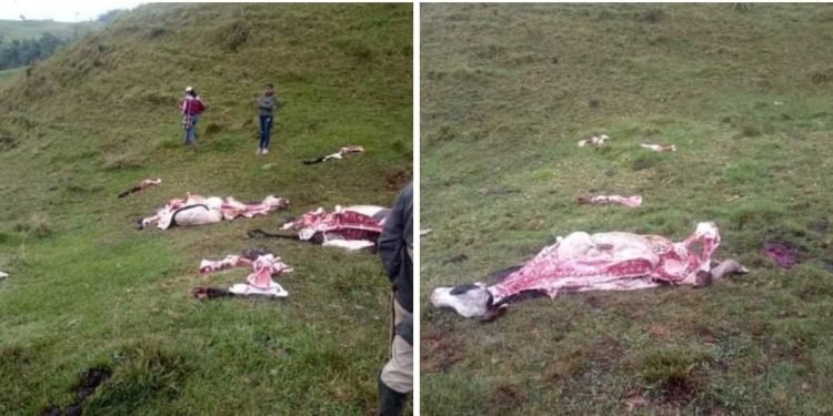 Abigateo de ganado en el norte del Tolima