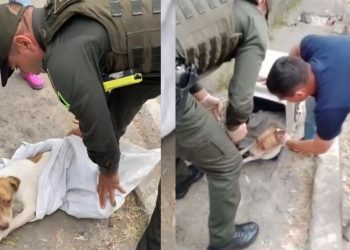 CAPA rescató a canino abandonado en inmediaciones de la Terminal de Transporte de Ibagué