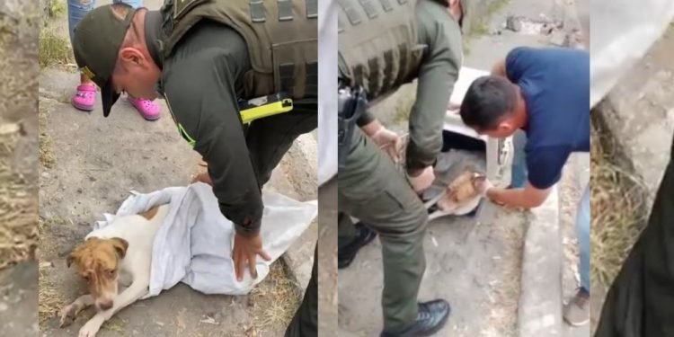 CAPA rescató a canino abandonado en inmediaciones de la Terminal de Transporte de Ibagué