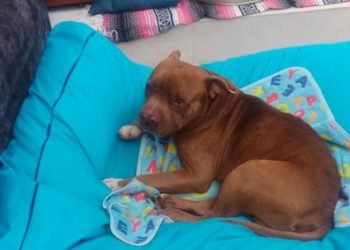 Judicializado por arrollar con intención a un perro en Falan, Tolima