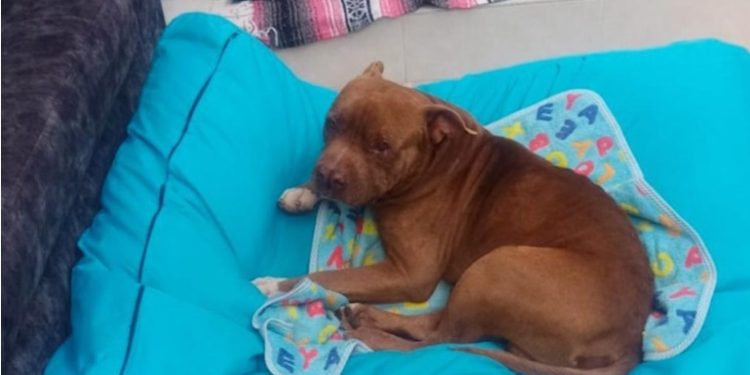 Judicializado por arrollar con intención a un perro en Falan, Tolima