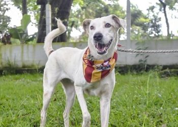 Jornada de adopción de perros y gatos en Ibagué