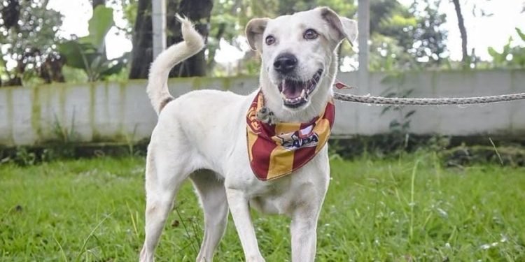 Jornada de adopción de perros y gatos en Ibagué