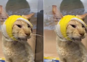 Fundación SOS Huellitas rescató y pide ayuda para Topi