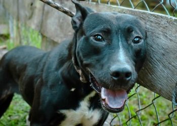 Hay 200 denuncias mensuales por maltrato animal en Ibagué