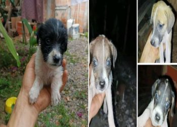 Se convierte en héroe al rescatar cachorros abandonados
