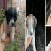 Se convierte en héroe al rescatar cachorros abandonados