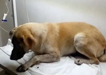 Fiscalía imputado a Ibaguereño por el delito de maltrato animal