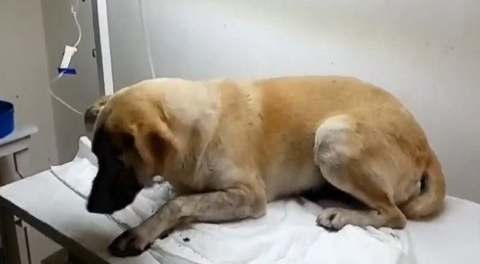 Fiscalía imputado a Ibaguereño por el delito de maltrato animal