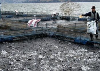 Alerta de bacteria en cultivos de Piscicultura en el Tolima