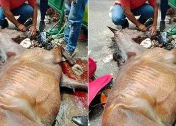 Procuraduría solicita informe sobre regulación y protección animal en cabalgatas en el Tolima