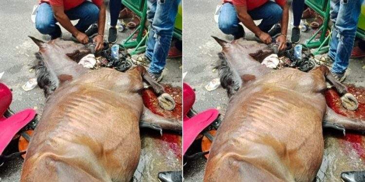 Procuraduría solicita informe sobre regulación y protección animal en cabalgatas en el Tolima