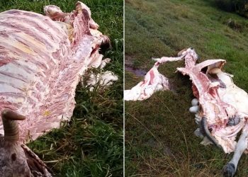 Denuncian aumento de casos de abigeato e inseguridad en San Luis, Tolima