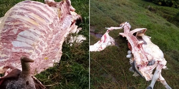 Denuncian aumento de casos de abigeato e inseguridad en San Luis, Tolima