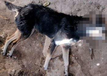 Capturado hombre que mató a patadas a un perro en Alpujarra