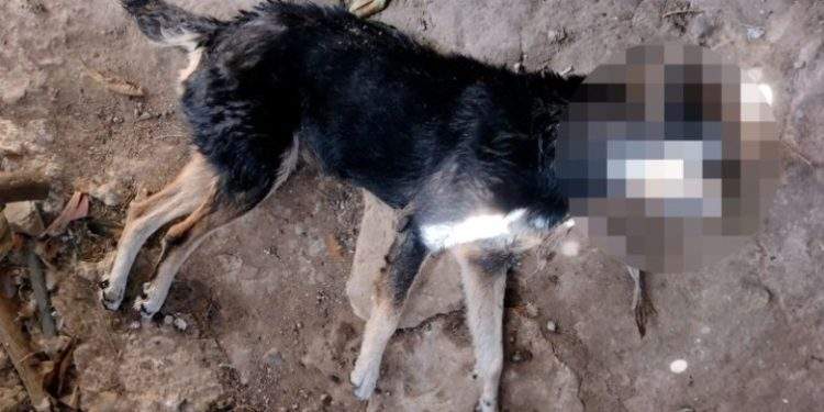 Capturado hombre que mató a patadas a un perro en Alpujarra