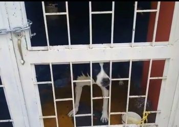 Aumento alarmante de maltrato animal en Ibagué