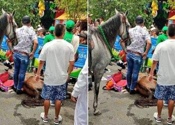 Denuncian maltrato animal en cabalgata Sanpedrina en El Espinal