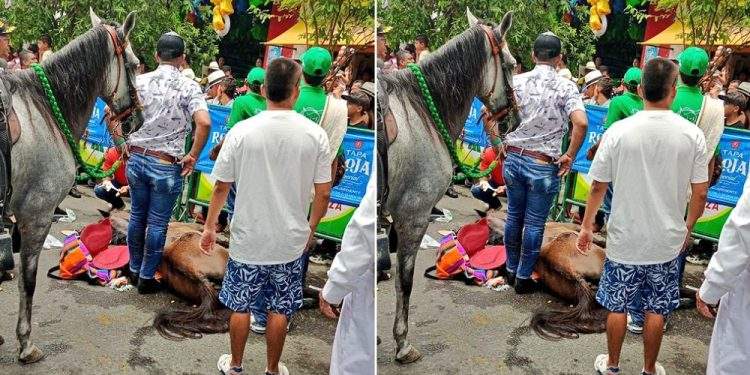 Denuncian maltrato animal en cabalgata Sanpedrina en El Espinal