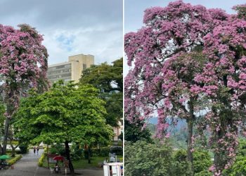 El esplendor de los Ocobos: una maravilla natural en Ibagué