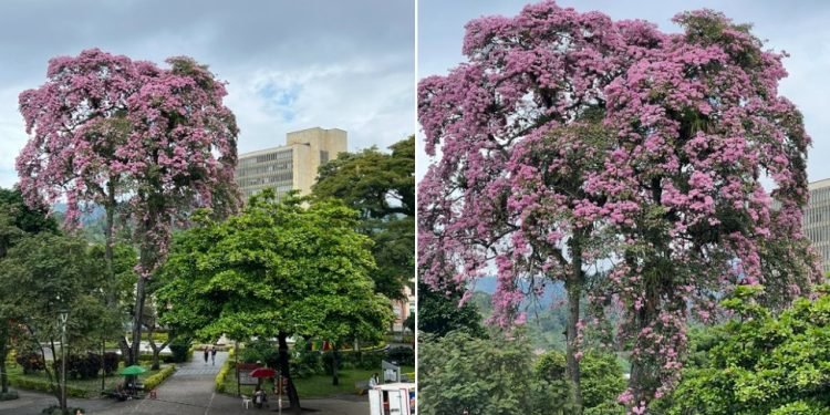 El esplendor de los Ocobos: una maravilla natural en Ibagué