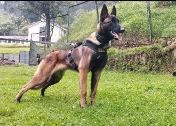 EjƩrcito colombiano sigue en la busqueda del perro Wilson