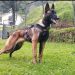 Ejército colombiano sigue en la busqueda del perro Wilson