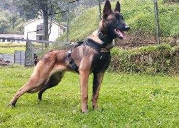 ¿La búsqueda del perro Wilson se acerca a su fin?