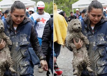 Perrito hallado bajo el lodo tras tragedia en Quetame inspira esperanza