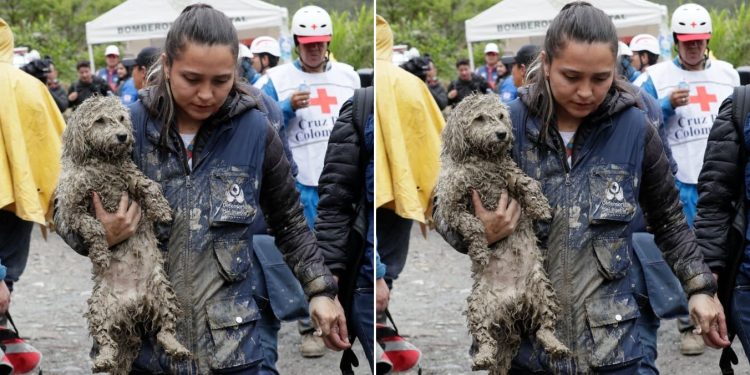 Perrito hallado bajo el lodo tras tragedia en Quetame inspira esperanza