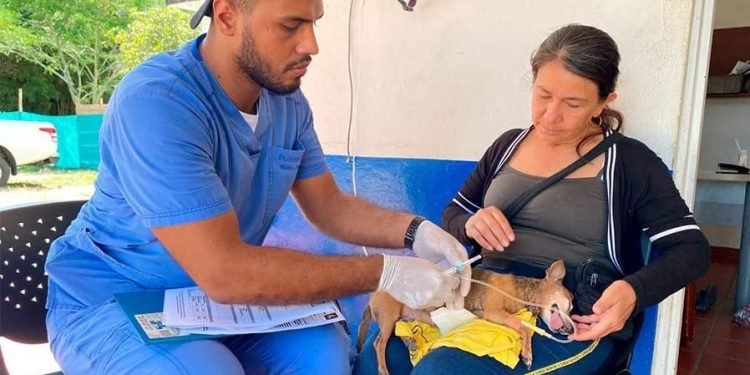 CAPA Brinda Atención Veterinaria Gratuita para Mascotas en Ibagué