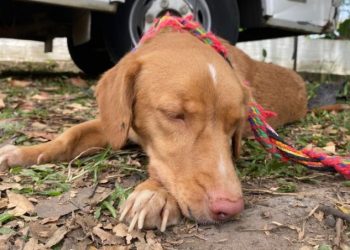 CAPA de Ibagué ofrece servicio gratuito de esterilizaciones para las mascotas