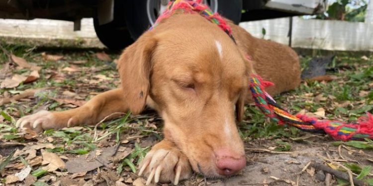 CAPA de Ibagué ofrece servicio gratuito de esterilizaciones para las mascotas