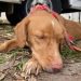 CAPA de Ibagué ofrece servicio gratuito de esterilizaciones para las mascotas