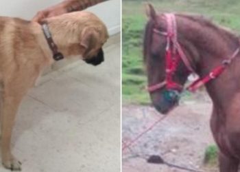 Justicia para las víctimas indefensas en casos de maltrato animal en el Tolima