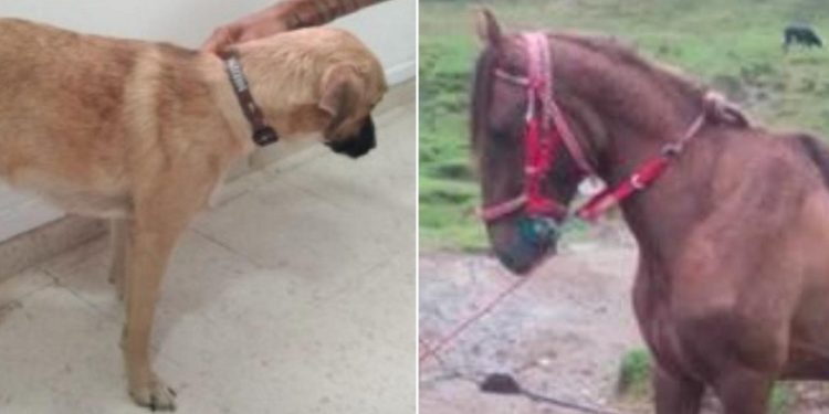 Justicia para las víctimas indefensas en casos de maltrato animal en el Tolima