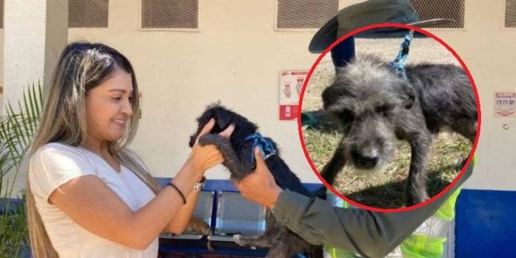 Rescatan a perrita maltratada en el barrio Álamos de El Salado