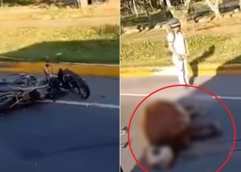 Robo de restos de vaca tras accidente de tránsito en Ibagué