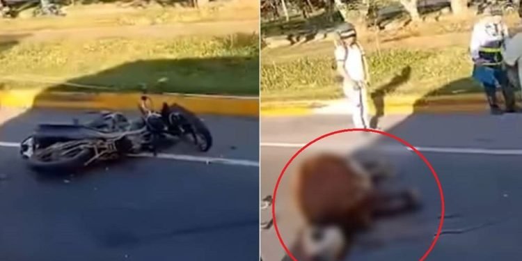 Robo de restos de vaca tras accidente de tránsito en Ibagué