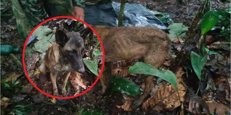 ¿Apareció el perro Wilson? Fuerzas Militares buscan confirmar identidad